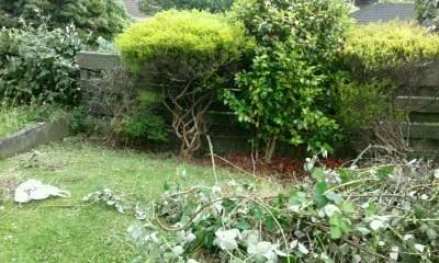 Photo: A pile of blackberry and weeds on the lawn.